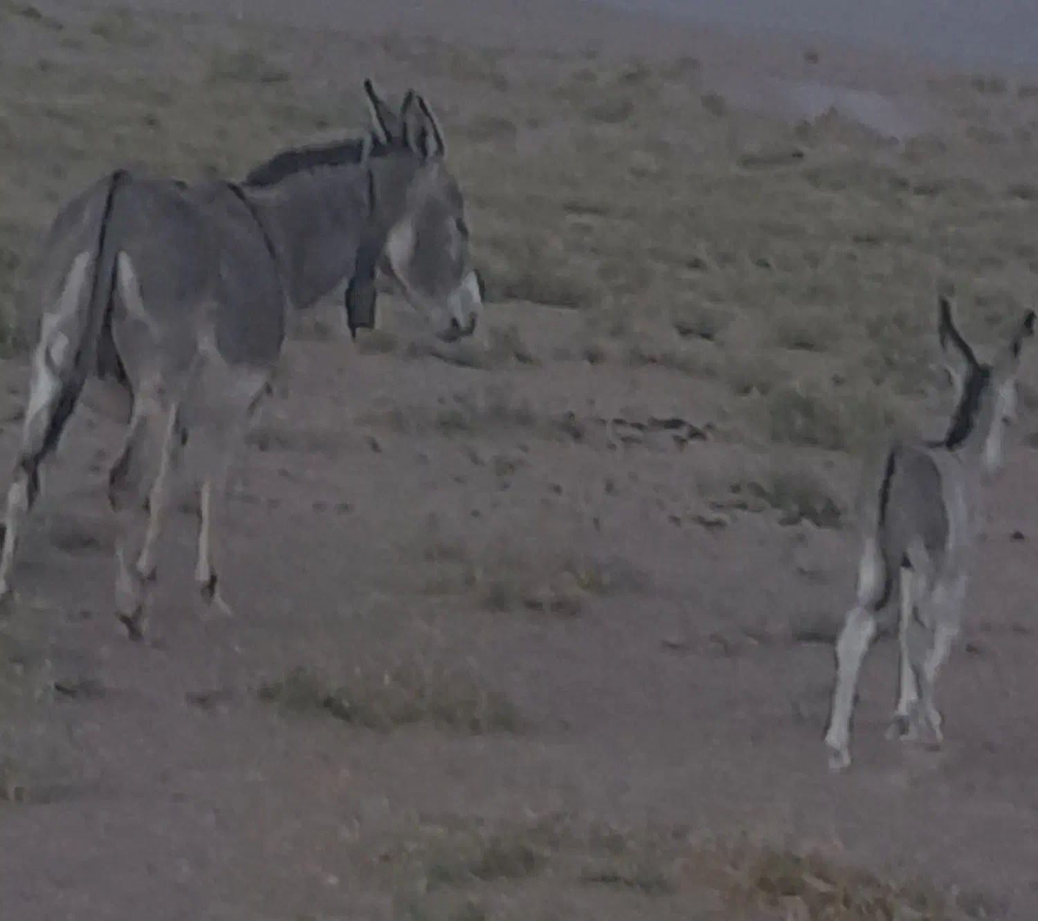 الاغ فروشی|حیوانات مزرعه|بیرجند, |دیوار