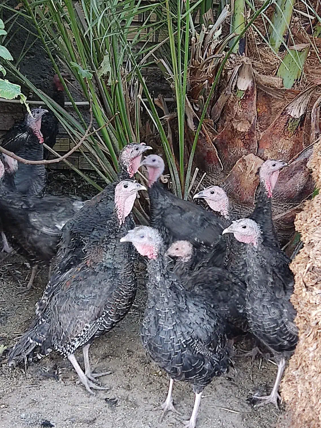 بوقلمون|حیوانات مزرعه|بم, |دیوار