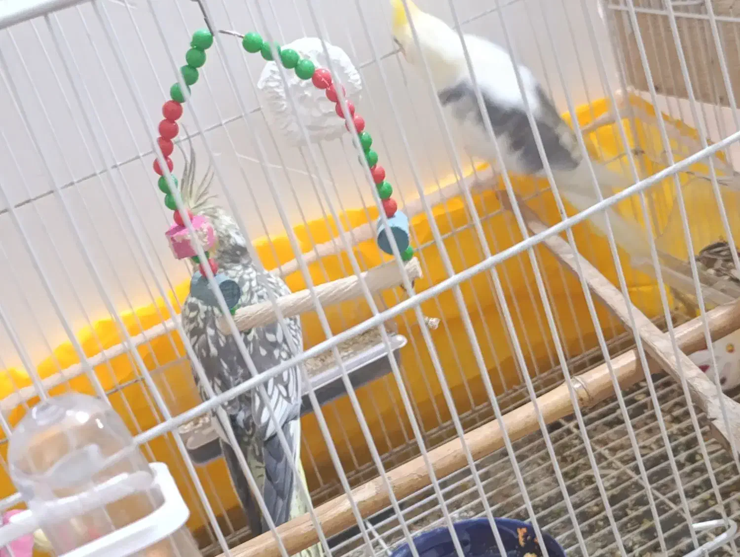 جفت عروس هلندی با کلیه وسایل|پرنده|ساری, |دیوار