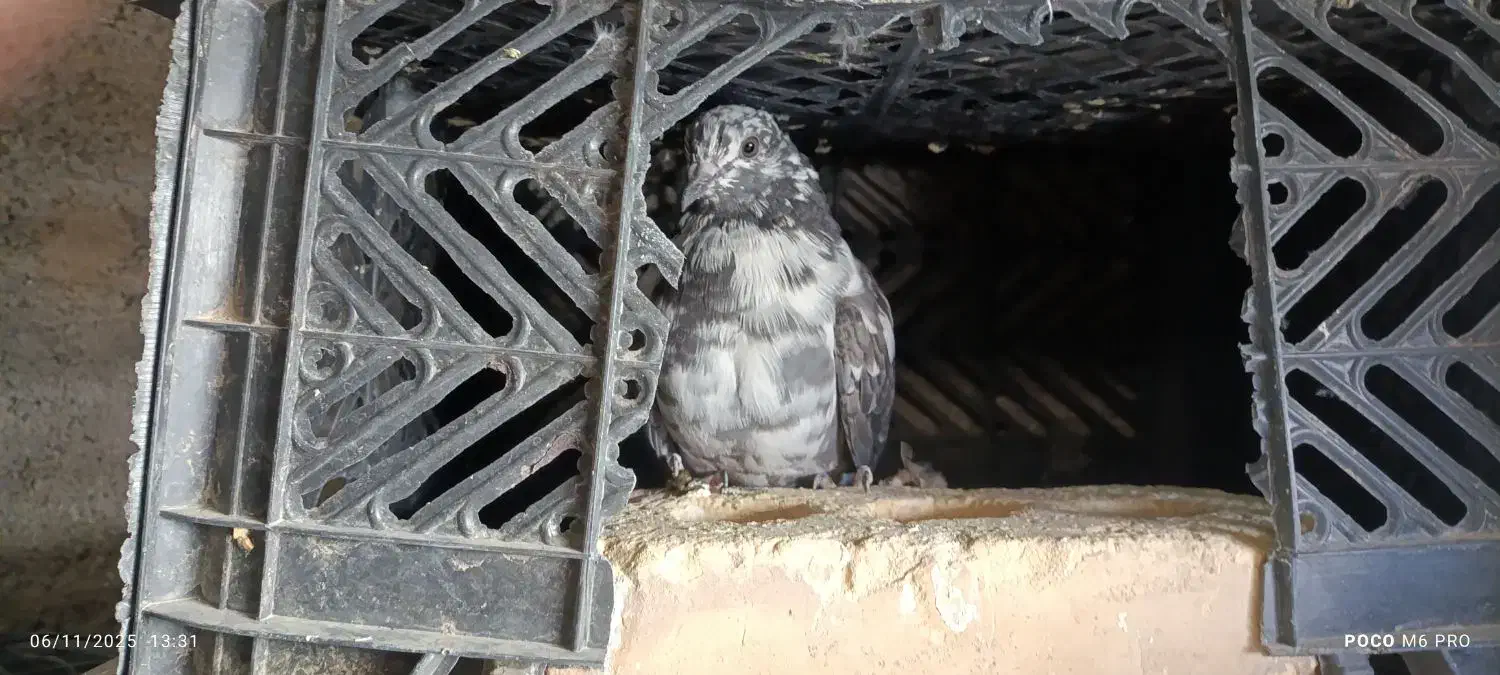 کفتر|پرنده|کهنوج, |دیوار