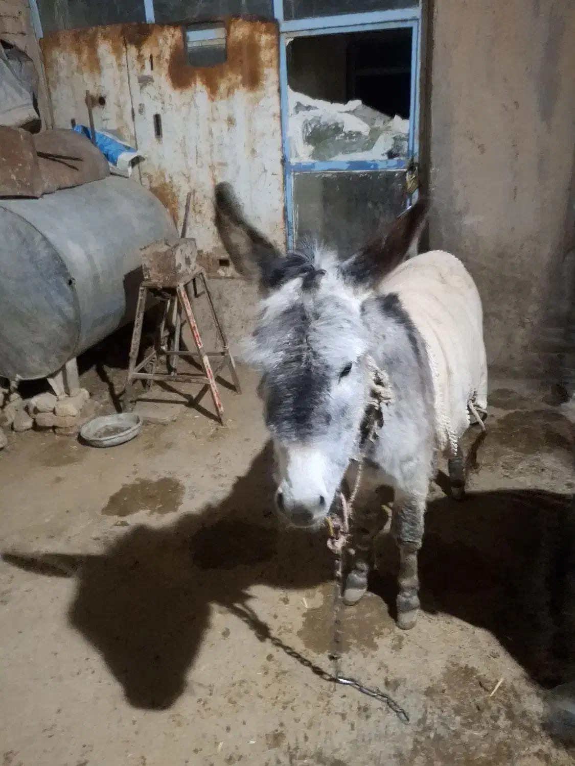 خر جوان|حیوانات مزرعه|رامند, |دیوار