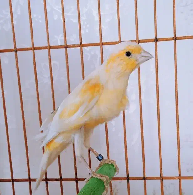 قناری نر جوان 2عدد|پرنده|فولادشهر, مسکن مهر فولادشهر|دیوار