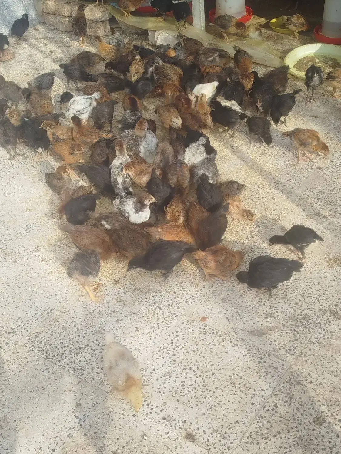 جوجه محلی گلپایگان|حیوانات مزرعه|خلیل آباد, |دیوار