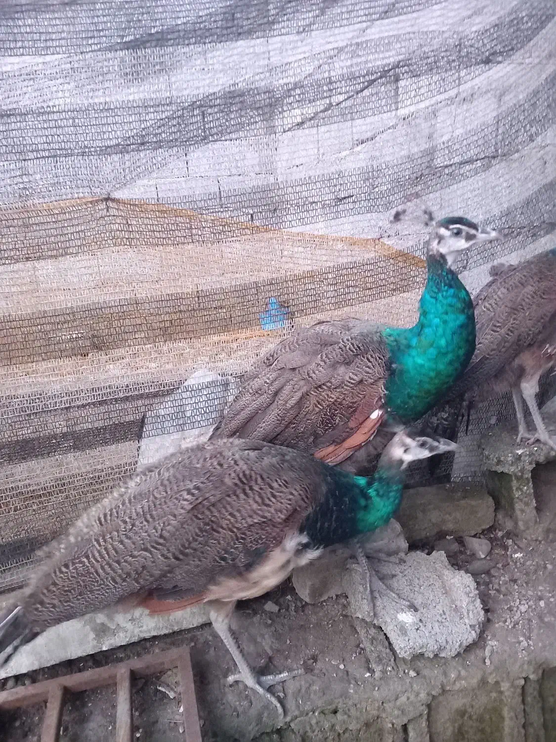 طاووس|پرنده|آستانه اشرفیه, |دیوار