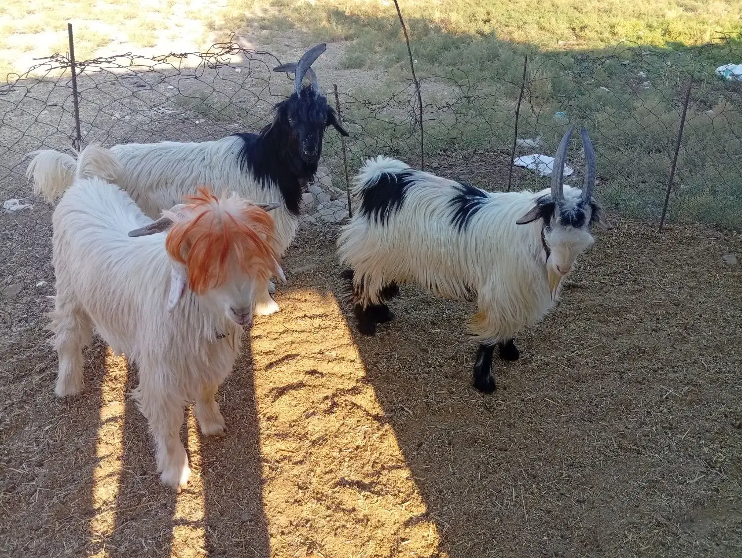 سه بیگ گله داری با ذو عدد بره داشتی|حیوانات مزرعه|مسجد سلیمان, |دیوار