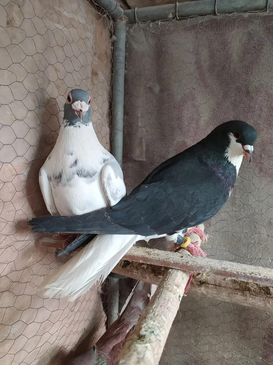 نردورگ ابلغ روزگاری|پرنده|مبارکه, |دیوار