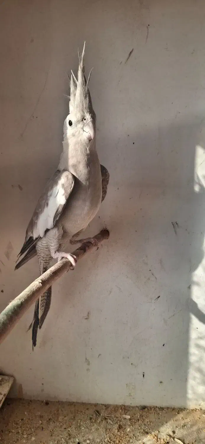 طوطی عروس|پرنده|نکا, |دیوار