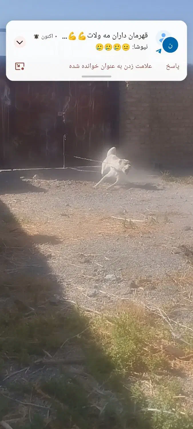 واگذاری سگ گله و نگهبان|سگ|مشهد, شهرک صنعتی توس|دیوار