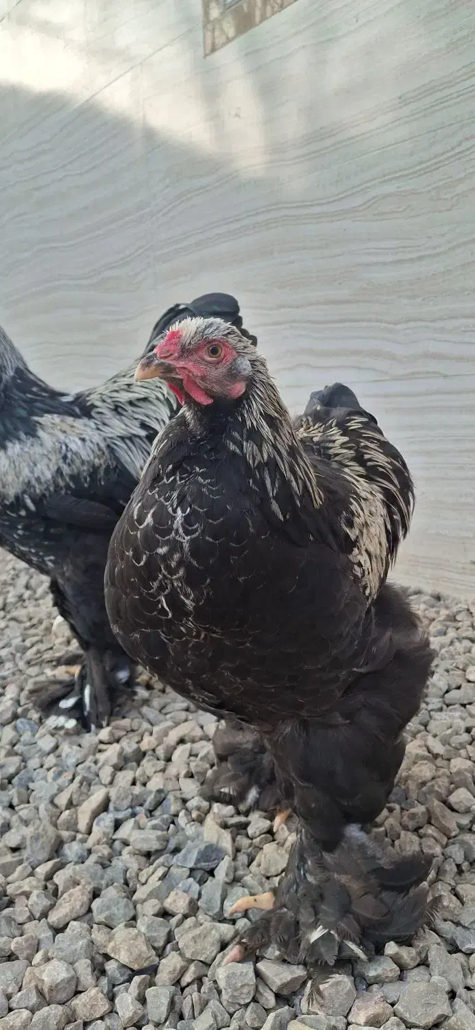 خروس برهما|حیوانات مزرعه|گوراب زرمیخ, |دیوار