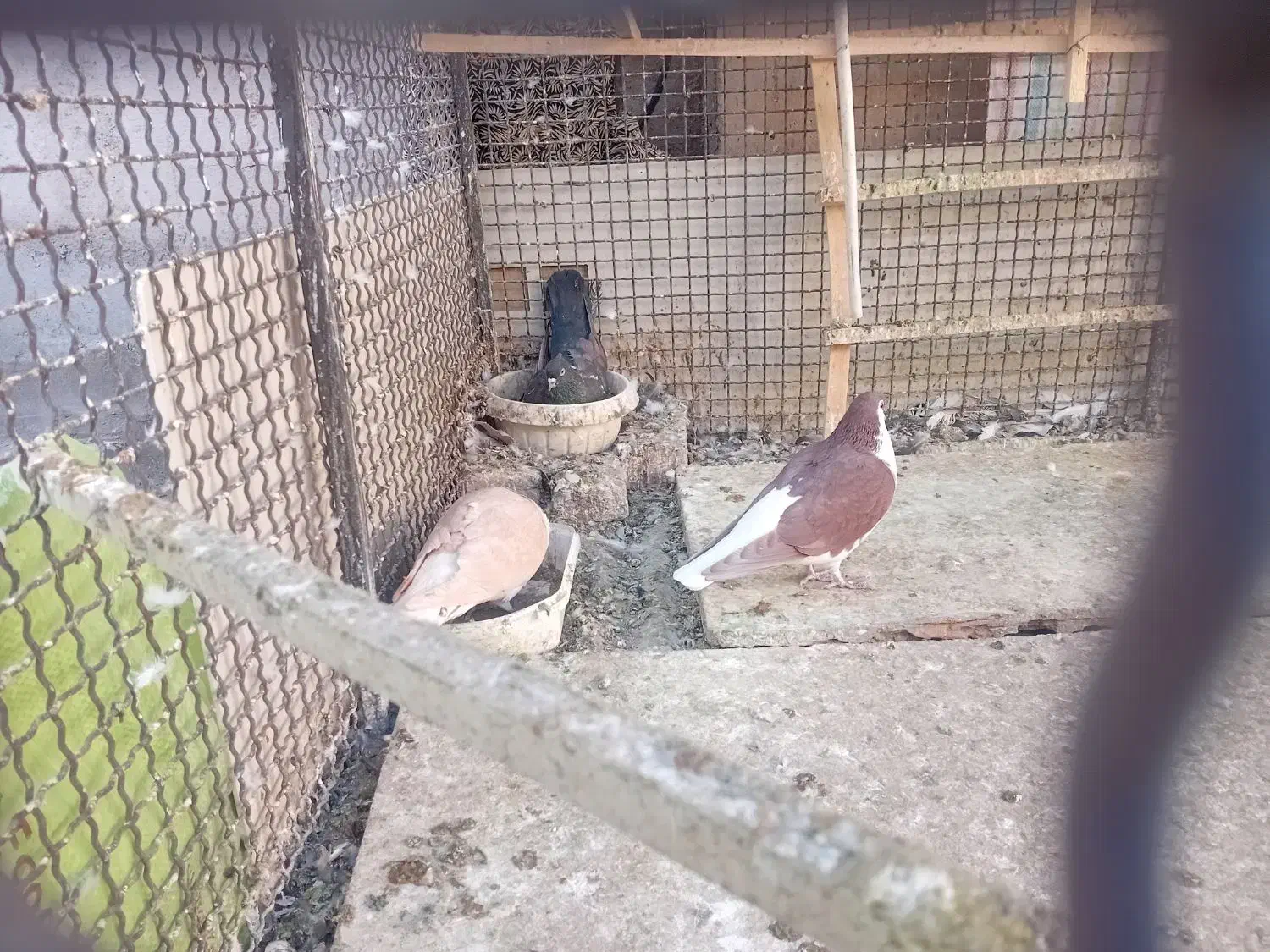 کفتر|پرنده|نیشابور, ابراهیم ادهم|دیوار