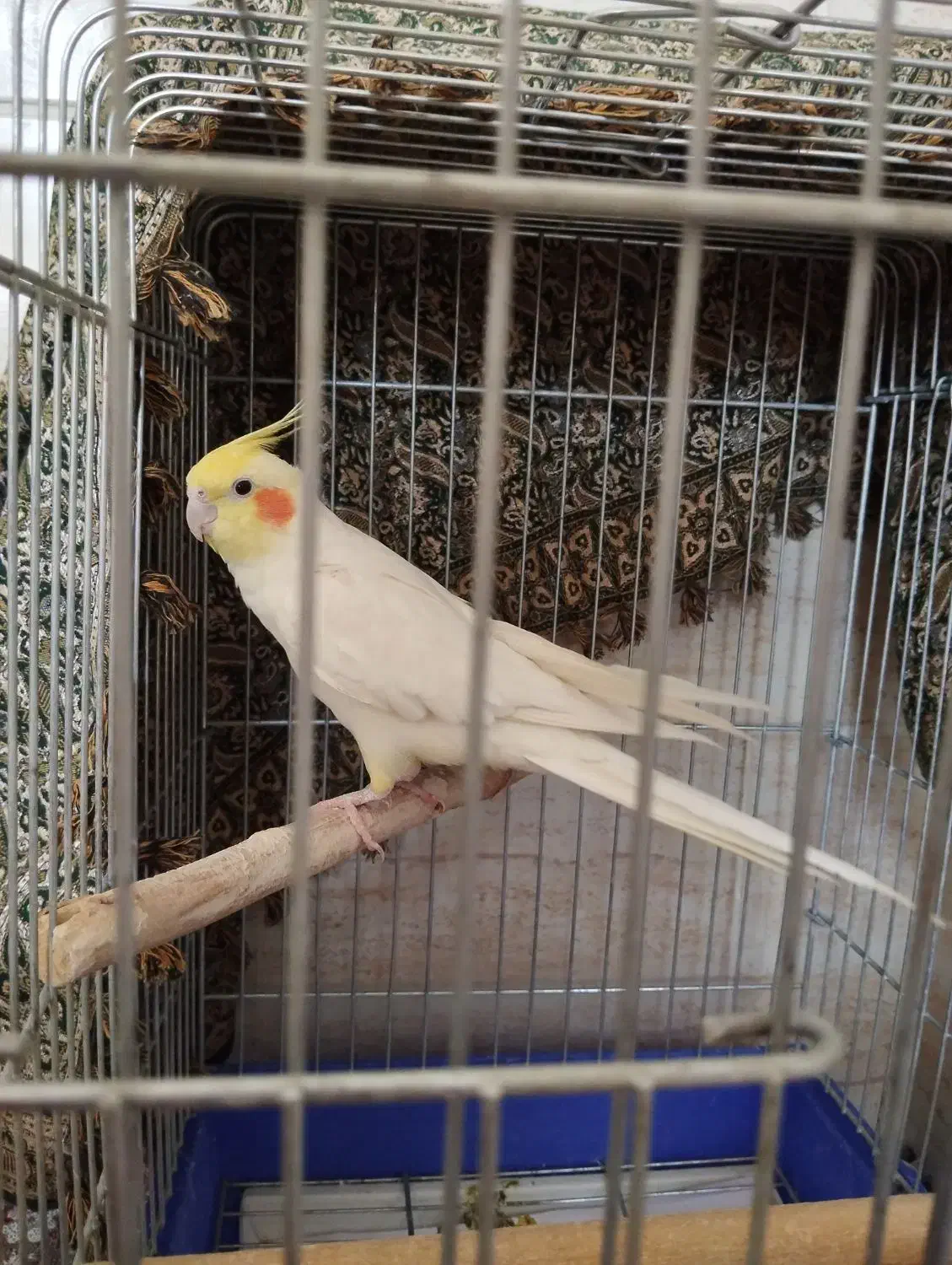 عروس هلندی لوتینو سخنگو|پرنده|ماهان, |دیوار