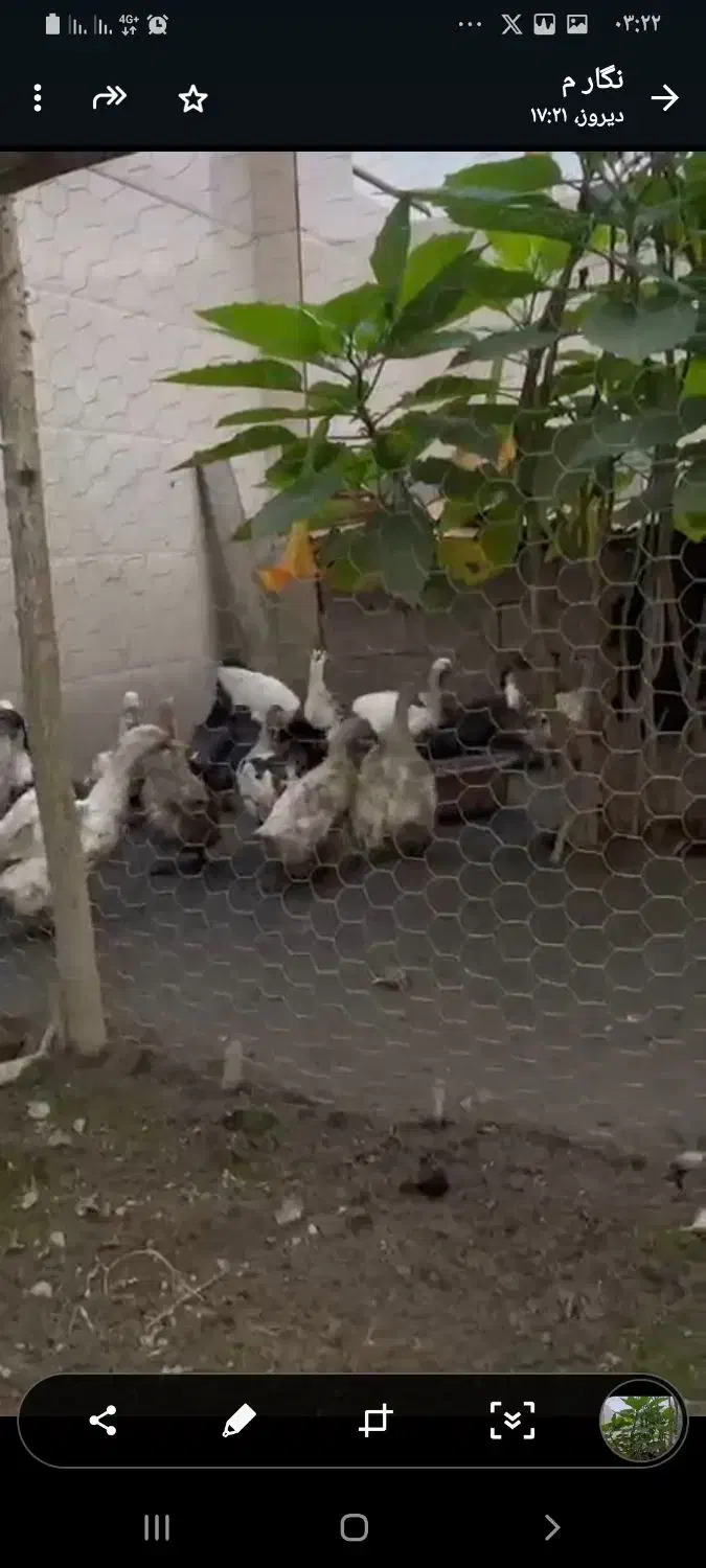 فروش ۱۵ عدد اردک محلی|حیوانات مزرعه|رشت, لاکان شهر|دیوار
