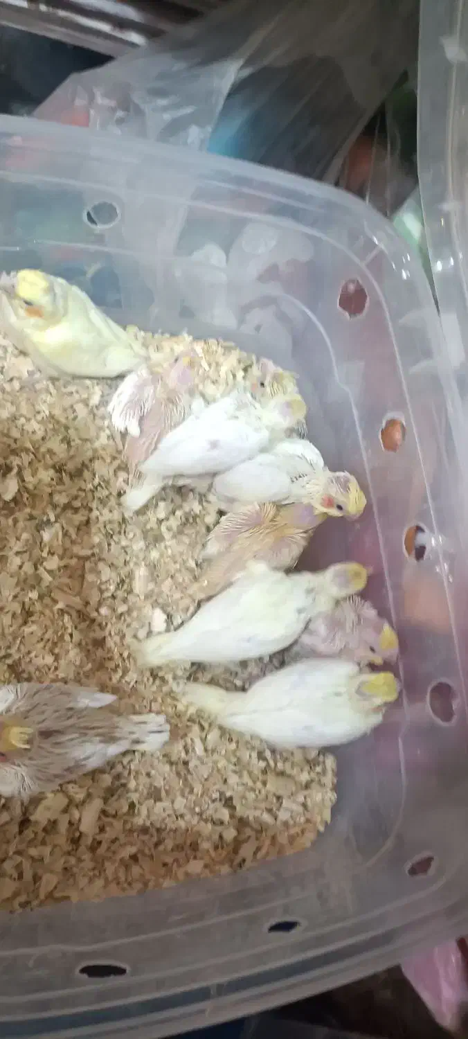 جوجه عروس هلندی|پرنده|مشهد, شهید آوینی|دیوار