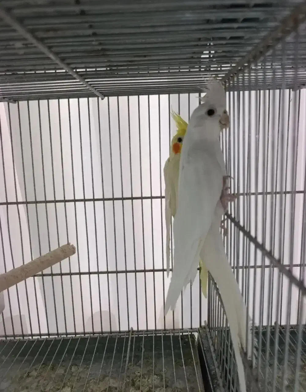 عروس هلندی بالغ آلبینو و لوتینو جفت ماده کار|پرنده|قم, دروازه ری|دیوار