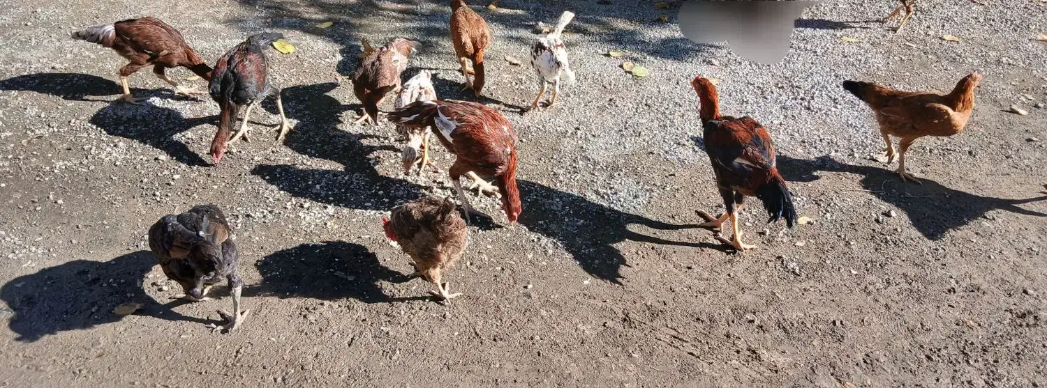 مرغ و خروس|حیوانات مزرعه|بیلوار, |دیوار