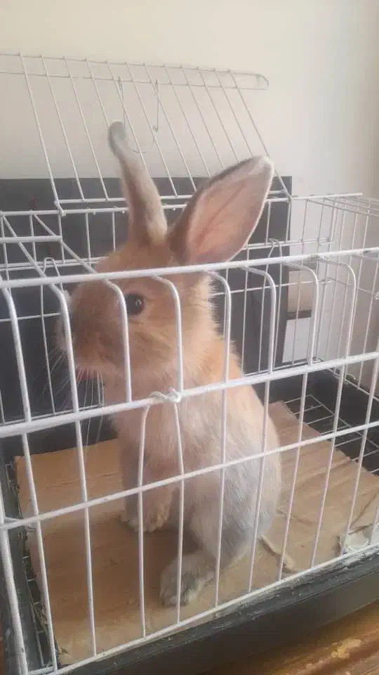 حیوان خرگوش|موش و خرگوش|تهران, پونک|دیوار