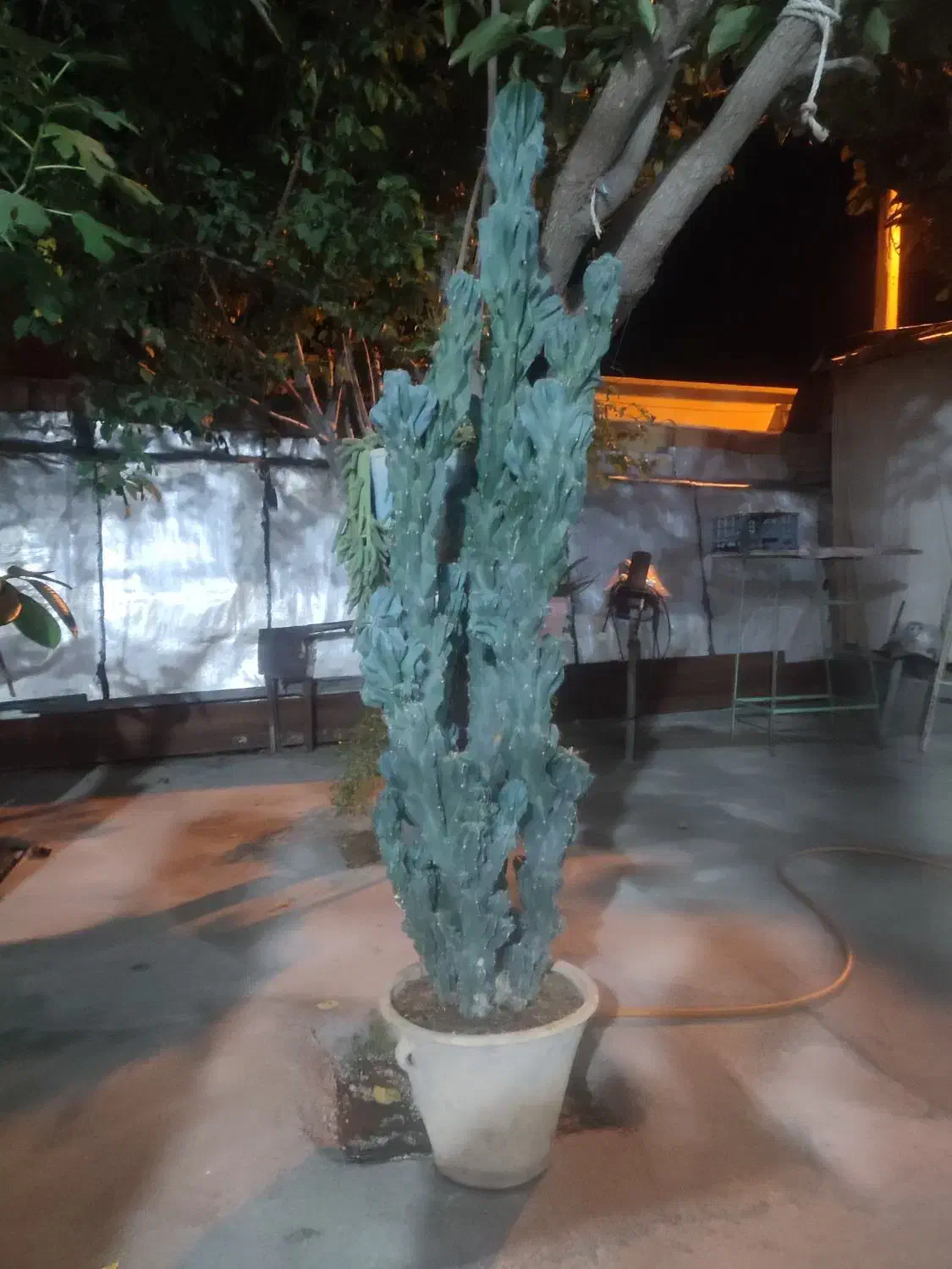 کاکتوس صخره‌ای|گل و گیاه طبیعی|شبستر, |دیوار