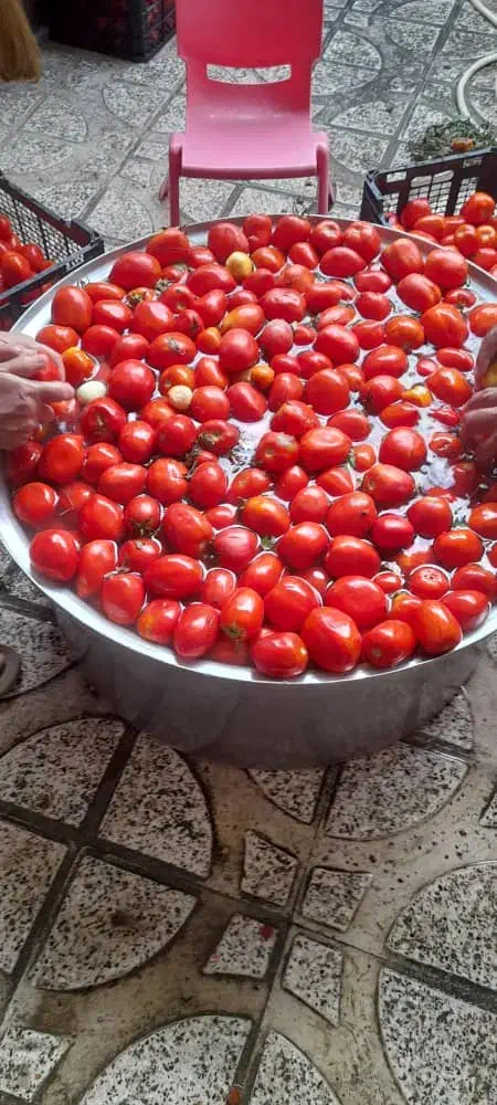 رب گوجه خانگی|خوردنی و آشامیدنی|گنبد کاووس, |دیوار