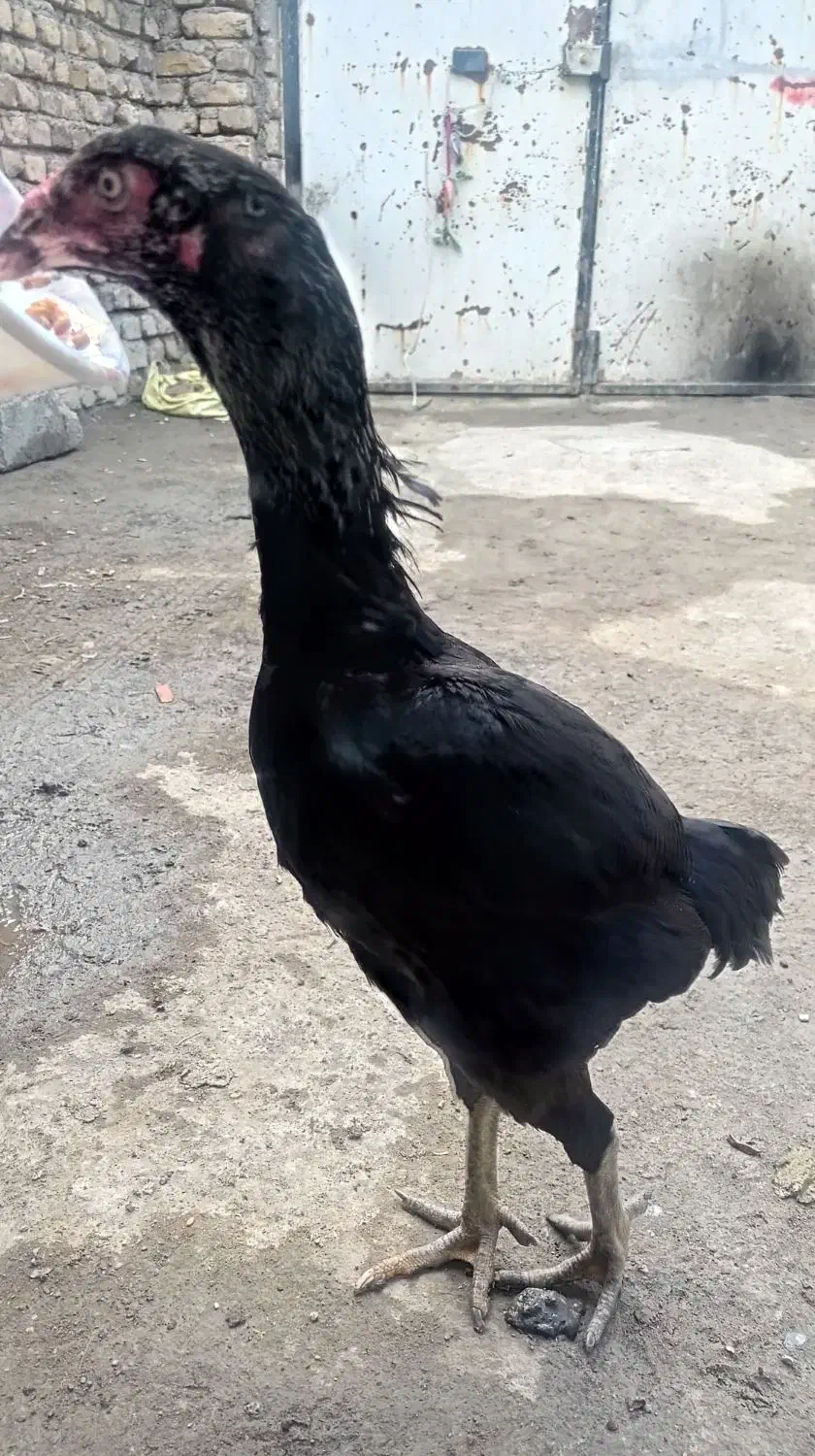 مرغ لاری|حیوانات مزرعه|مشهد, کلاته برفی|دیوار