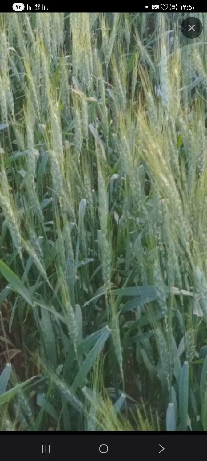 اجاره دیمی|اجارهٔ دفتر صنعتی، کشاورزی، تجاری|قیدار, |دیوار