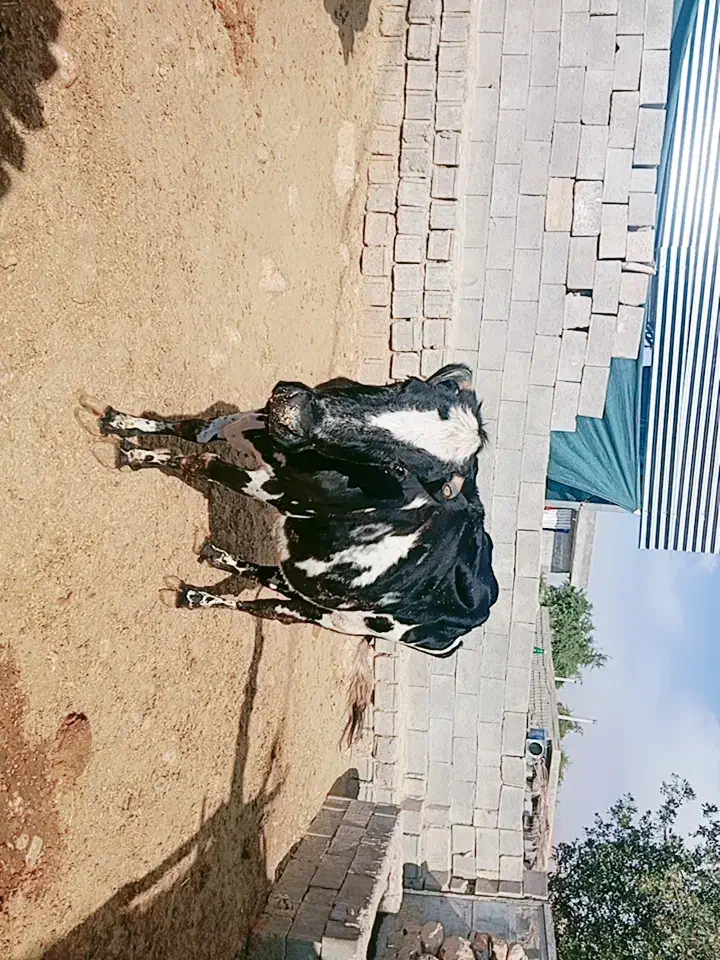 فروش گاو محلی|حیوانات مزرعه|افزر, |دیوار