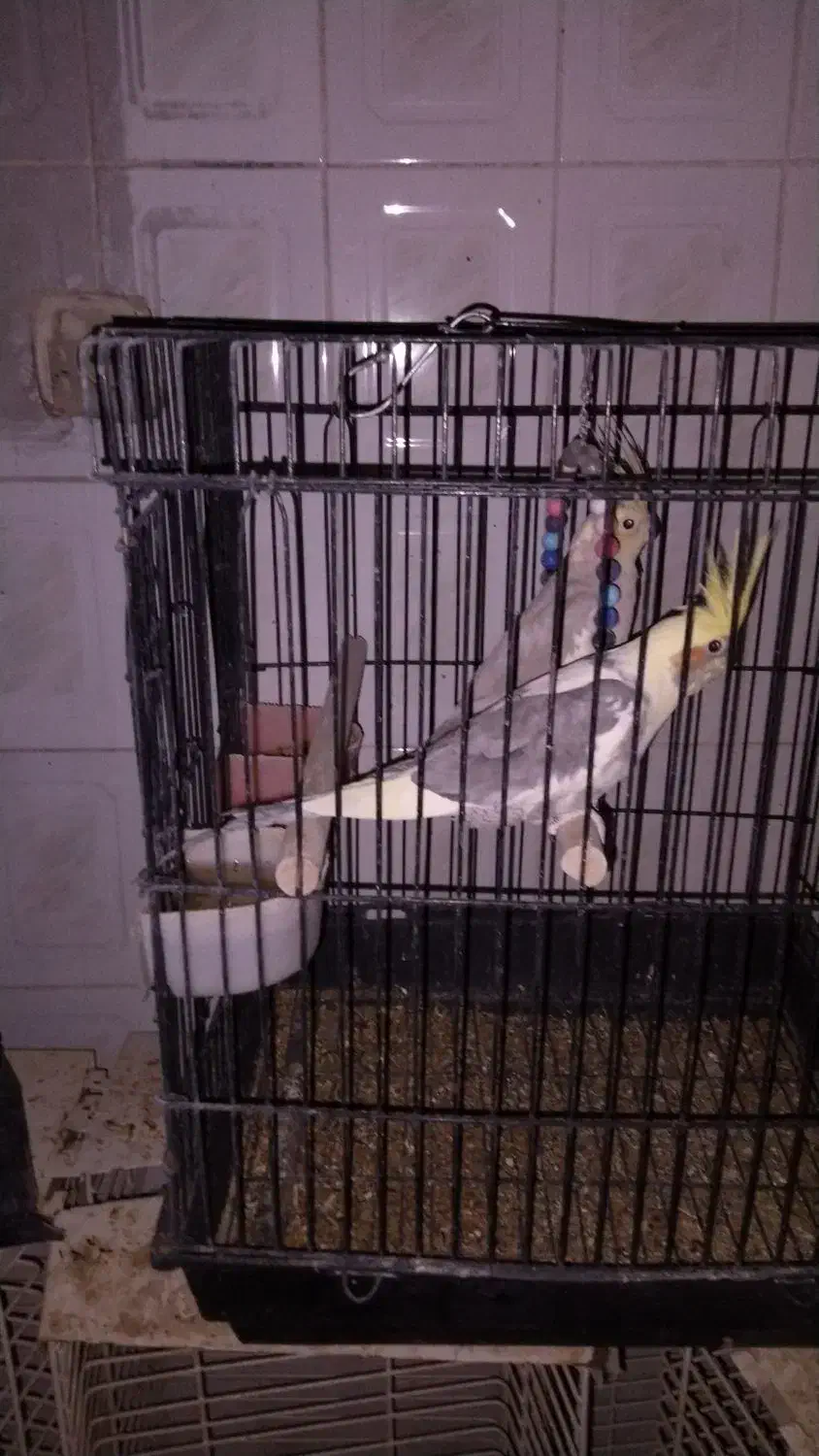 طوطی عروس هلندی|پرنده|ایرانشهر, |دیوار