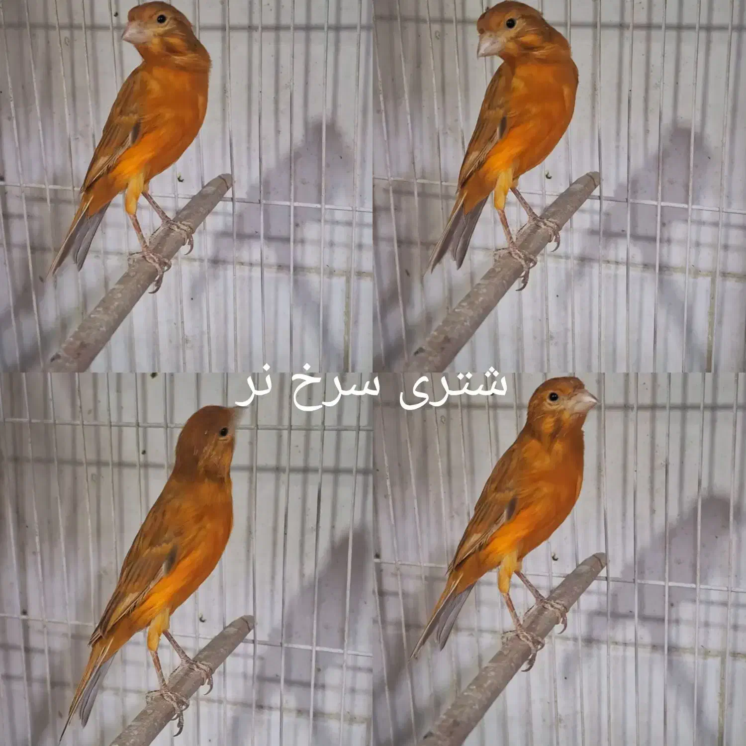 دوعدد قناری.سرخ چنگ پا سیاه.وشتری سرخ. هر دو نر|پرنده|شیراز, پودنک|دیوار