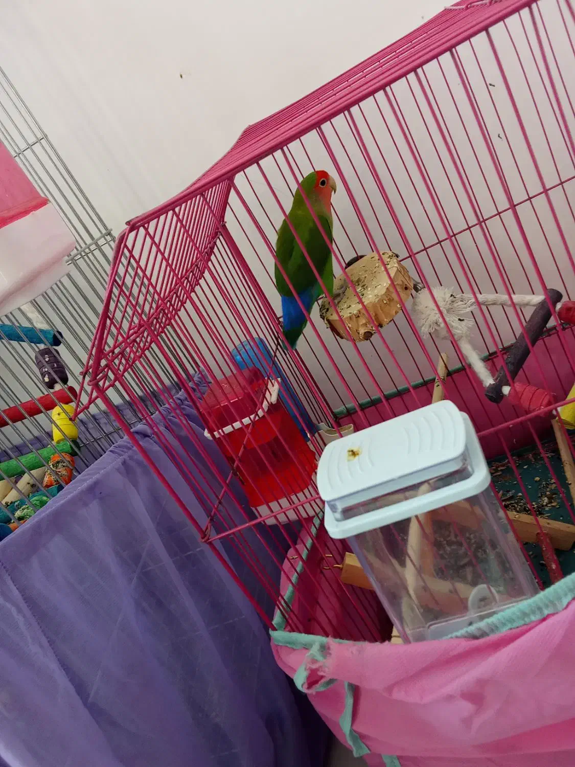 طوطی برزیلی|پرنده|پیشوا, |دیوار