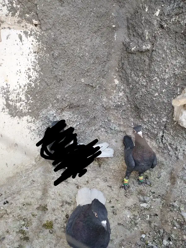 لاکی نر قلدر|پرنده|تربتحیدریه, کاشانی|دیوار