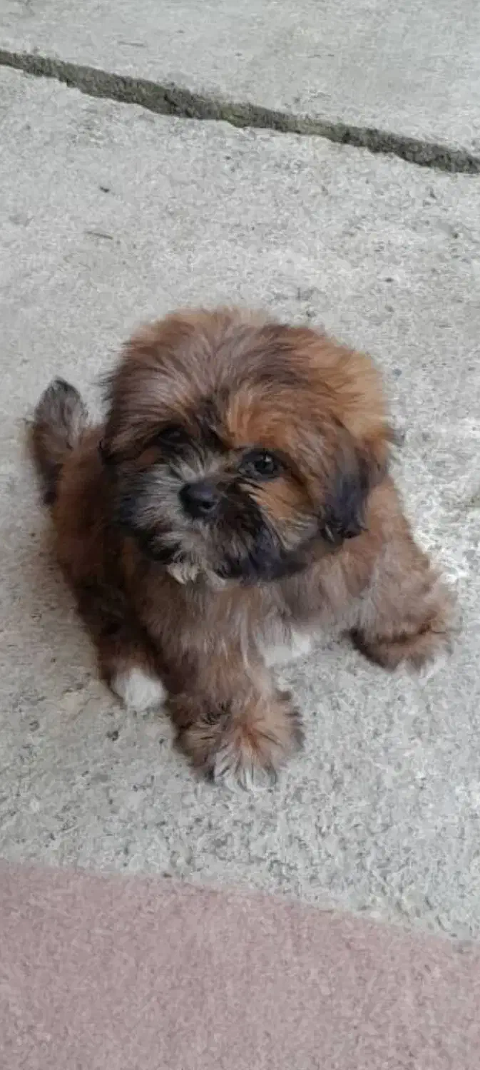 سگ شیتنزتریر|سگ|کتالم و سادات شهر, |دیوار