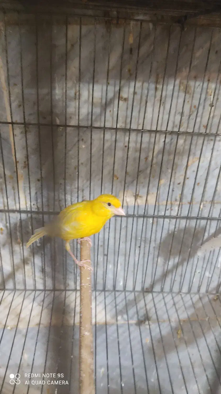 قناری|پرنده|کهریزک, |دیوار