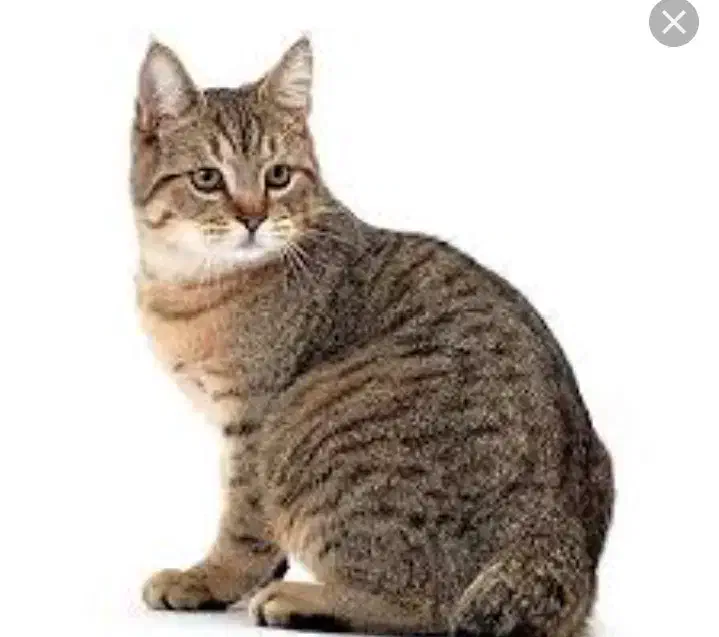 واگذاری گربه خانگی رایگان  پذیرفته میشود|گربه|شوشتر, |دیوار