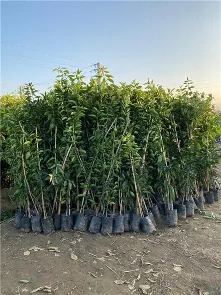 نهال جنوب|خدمات باغبانی و درختکاری|خور (اصفهان), |دیوار