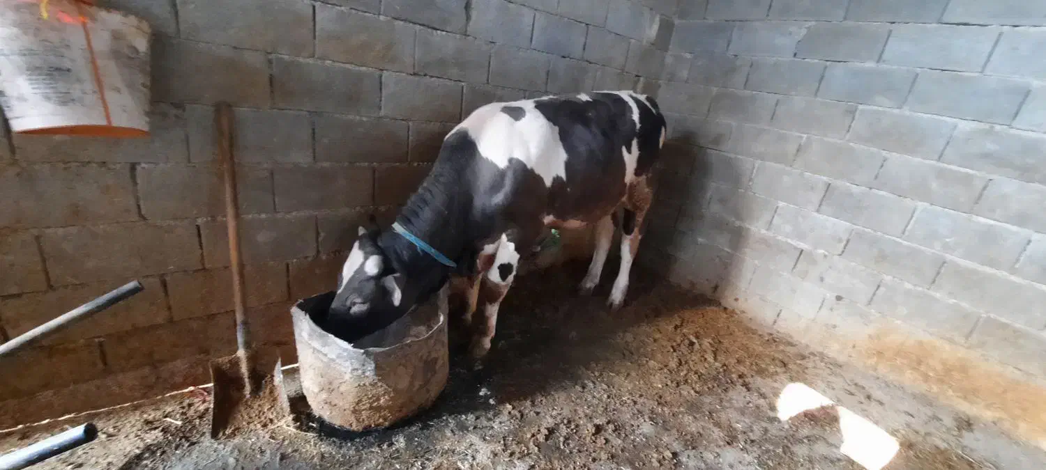 دو عدد گوساله میداود میباشن|حیوانات مزرعه|باغ ملک, |دیوار