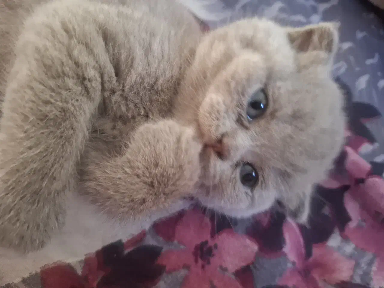 اسکاتیش ماده دوماهه کاملا بازیگوش واصیل|گربه|ساری, |دیوار