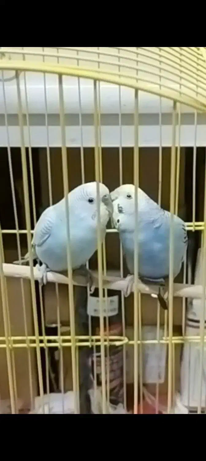 جفت مرغ عشق|پرنده|سردشت, |دیوار