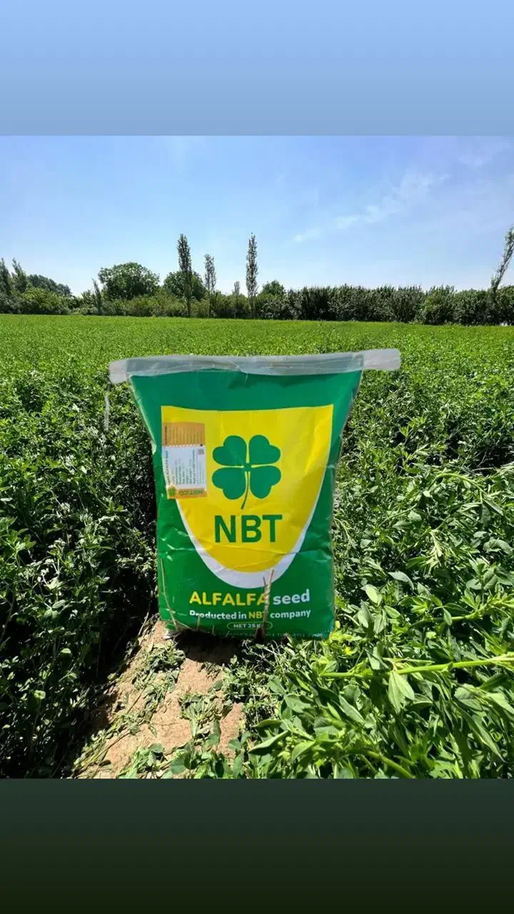 بذر تخم یونجه NBT|عمده‌فروشی|اهواز, ۳۰ متری|دیوار