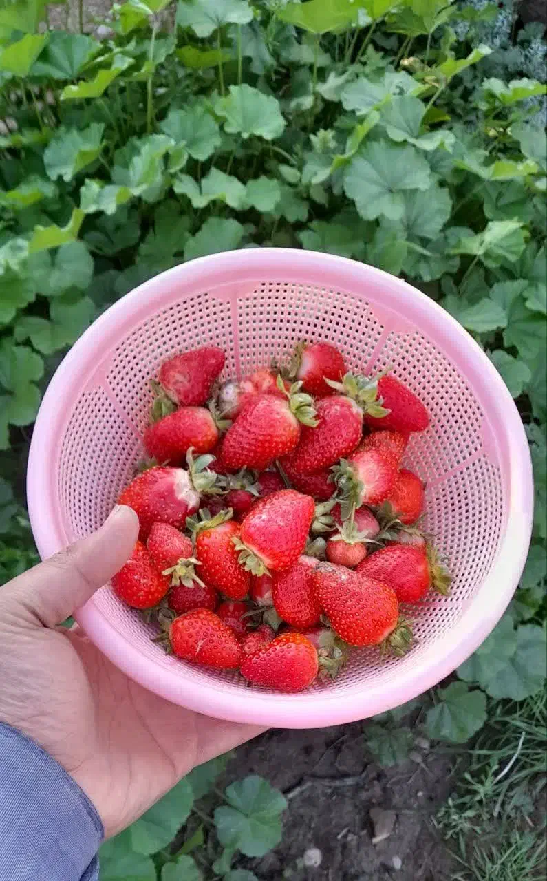 نشاء توت فرنگی|گل و گیاه طبیعی|شوش, |دیوار