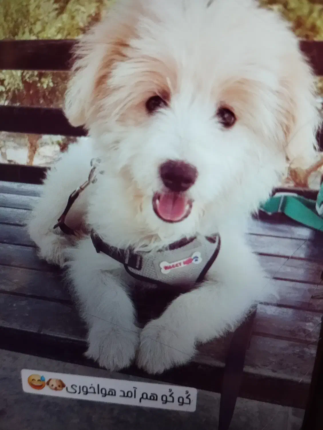 سگ تریل|سگ|فردیس, قریشی|دیوار