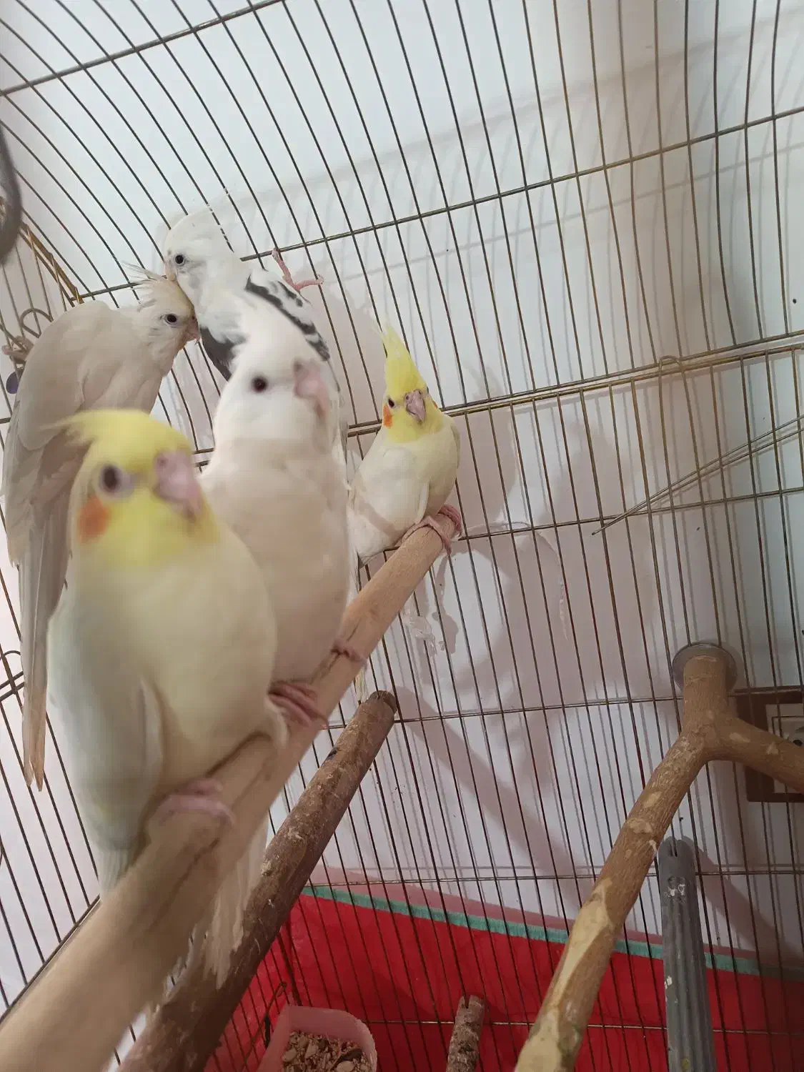 جوجه عروس هلندی آلبینو و لوتینو|پرنده|قم, اسمعیل آباد|دیوار