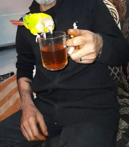 طوطی گرینچیک|پرنده|فردیس, سرحدی|دیوار