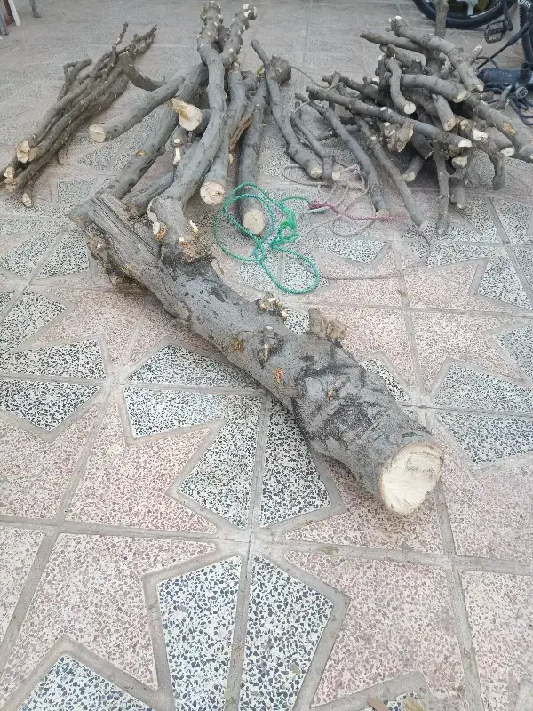 فروش چوب تر|گل و گیاه طبیعی|الوند, |دیوار