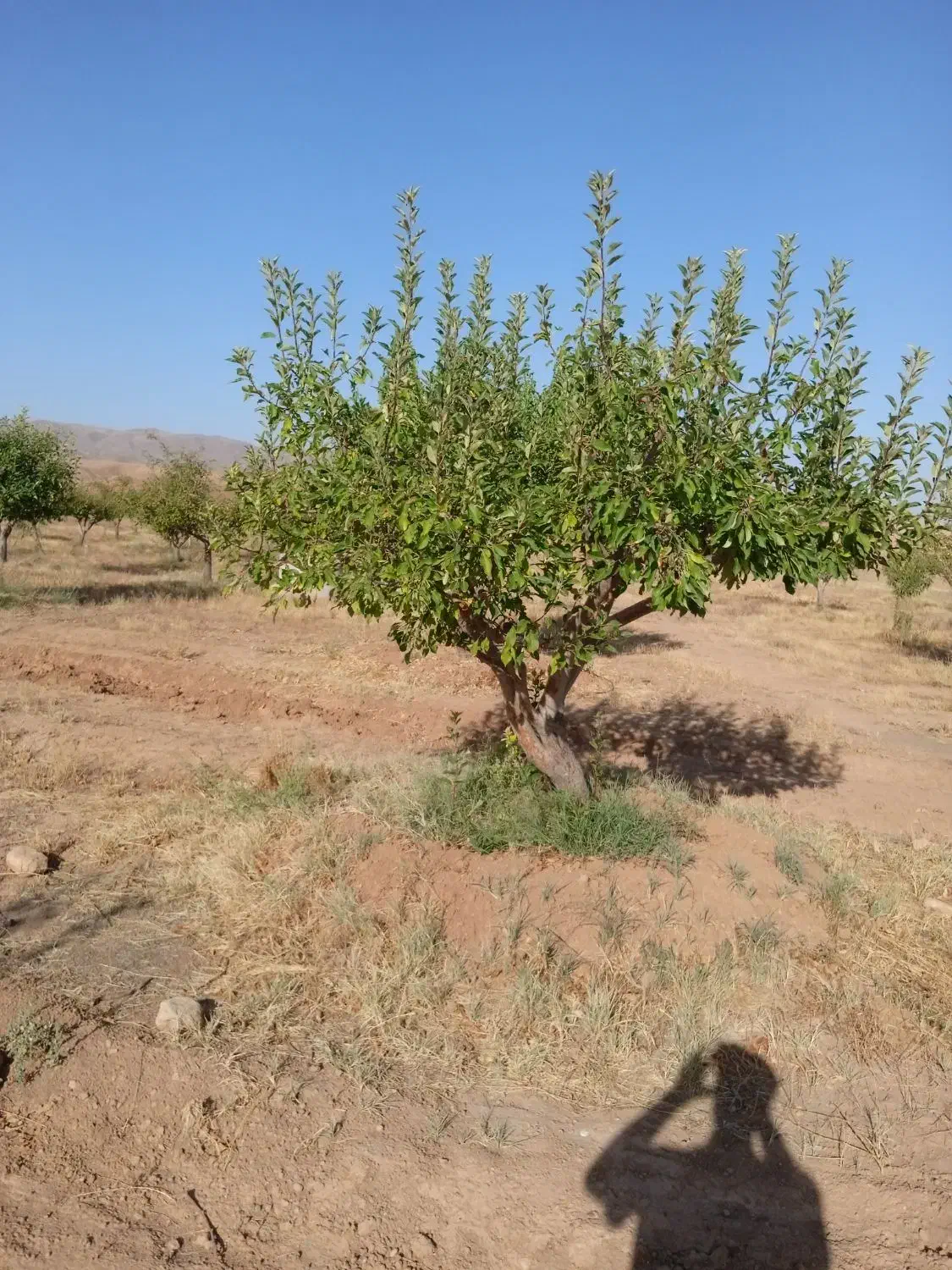 هرس کاری|خدمات باغبانی و درختکاری|زنجان, |دیوار