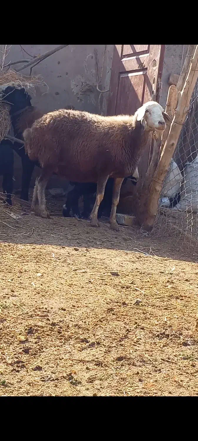 میش آبستن صابونی دوقلو زا|حیوانات مزرعه|قزوین, |دیوار