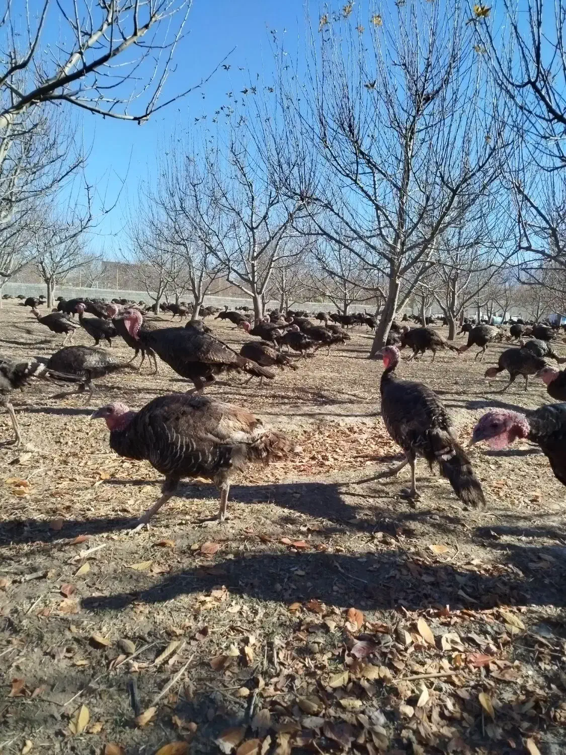 بوقلمون محلی مخصوص شب یلدا|حیوانات مزرعه|اهر, |دیوار