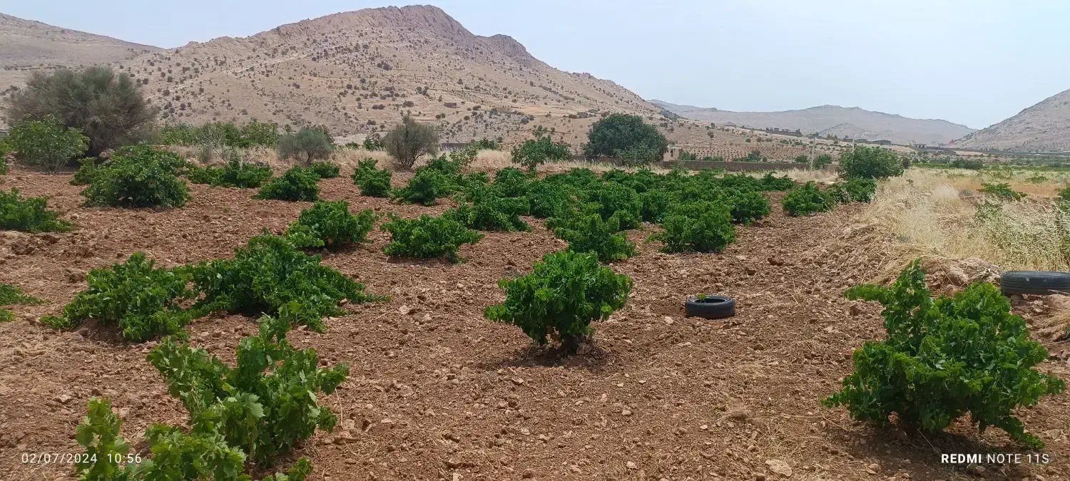 فروش باغ روستای بردج قابل معاوضه|فروش زمین و ملک کلنگی|شیراز, نصر|دیوار