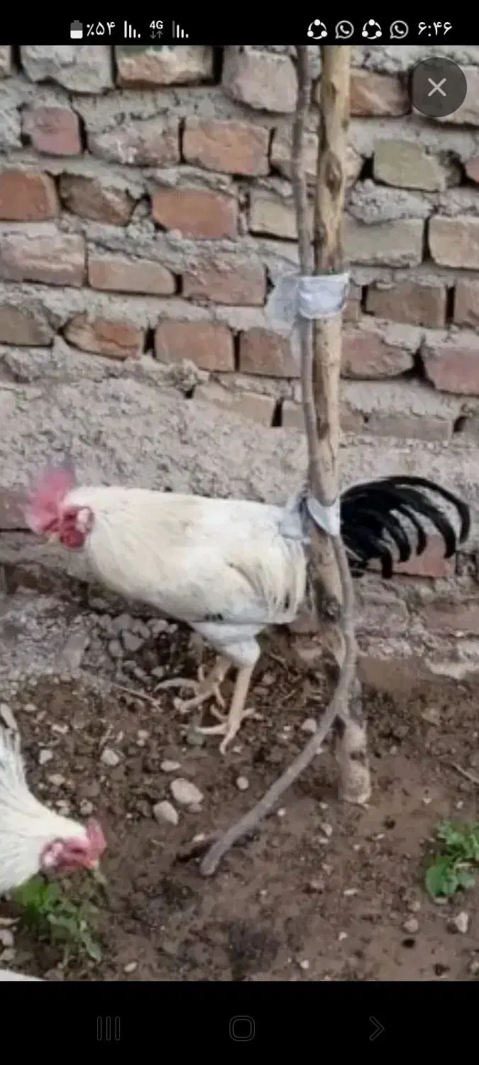 خروس|حیوانات|خاش, |دیوار