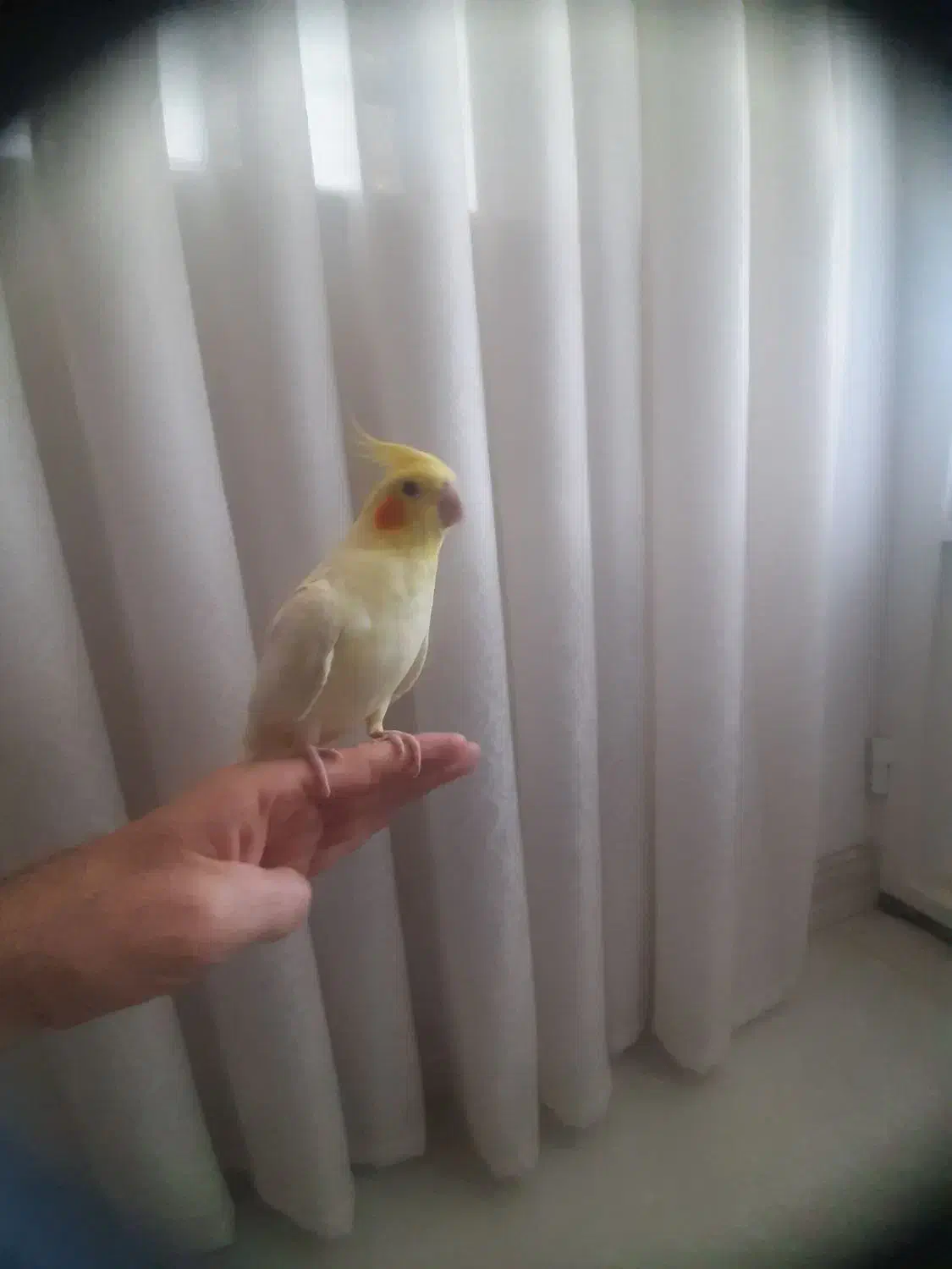 عروس هلندی|پرنده|دزفول, |دیوار