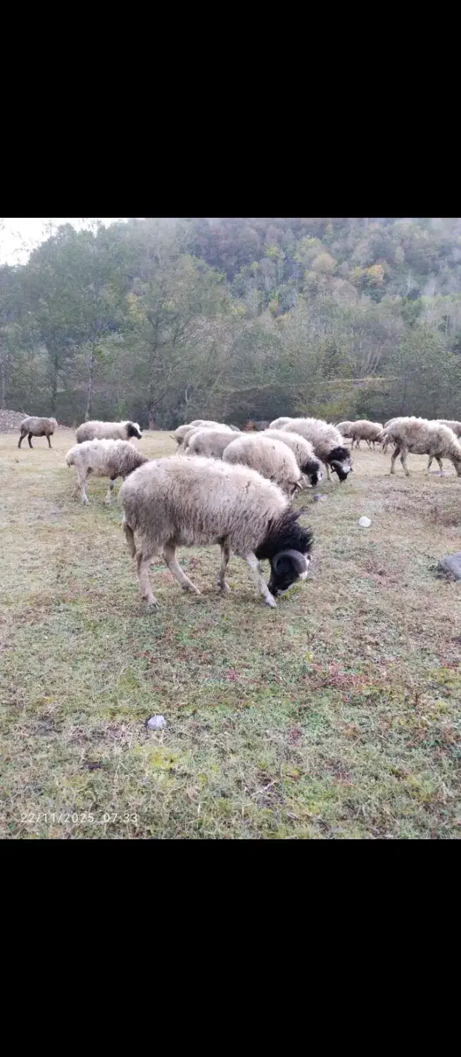 گوسفند نر|حیوانات مزرعه|اطاقور, |دیوار