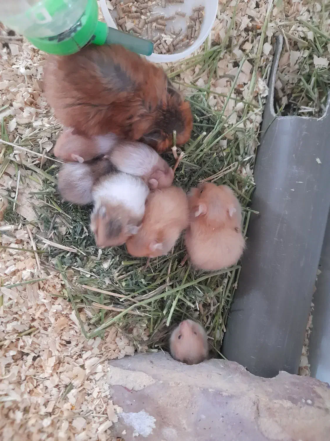 همستر|موش و خرگوش|رفسنجان, |دیوار